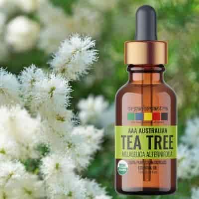 Buy Tea Aroma AAA Australian Tea Tree Essential Oil